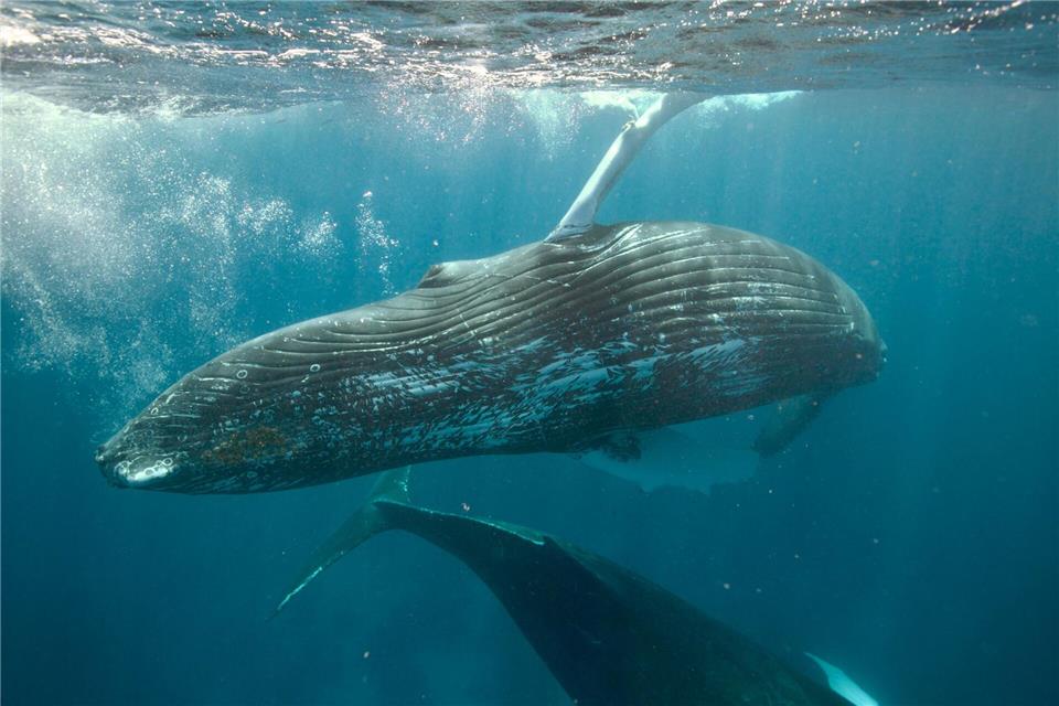 Den Meeressäugern kommt man ganz nah. Nur Anfassen ist verboten.Gene Flipse/Conscious Breath Adventures/dpa-tmn