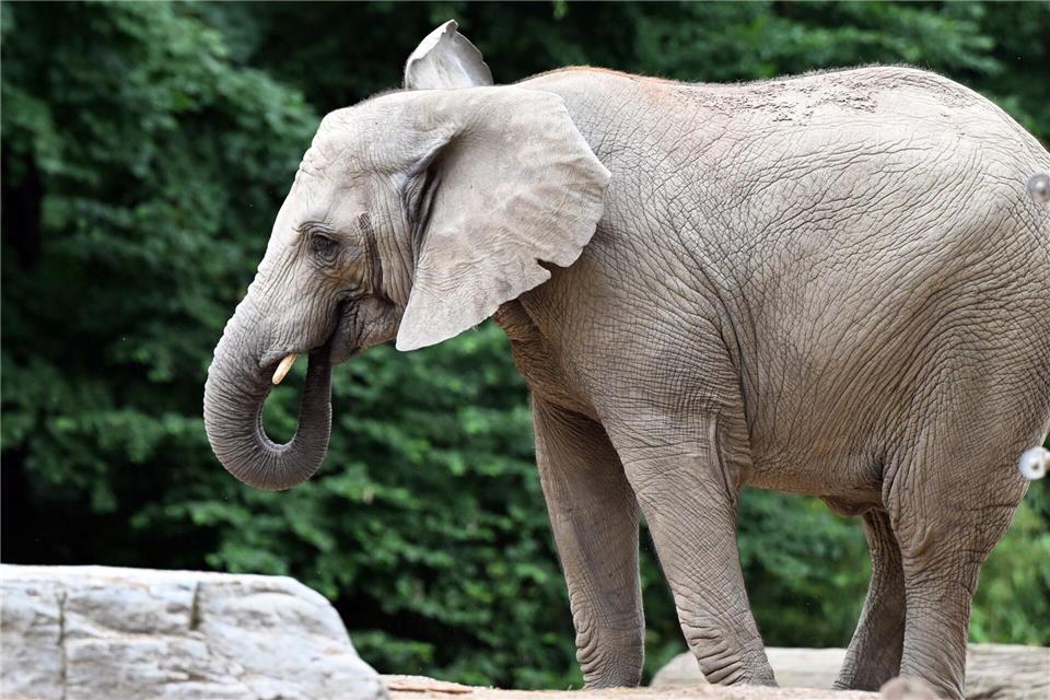 Tuffi-Bilder im Museum - Foto vom Elefantensturz gab es nie Den Namen Tuffi trägt im Wuppertaler Zoo eine junge Elefanten-Dame. Federico Gambarini/dpa
