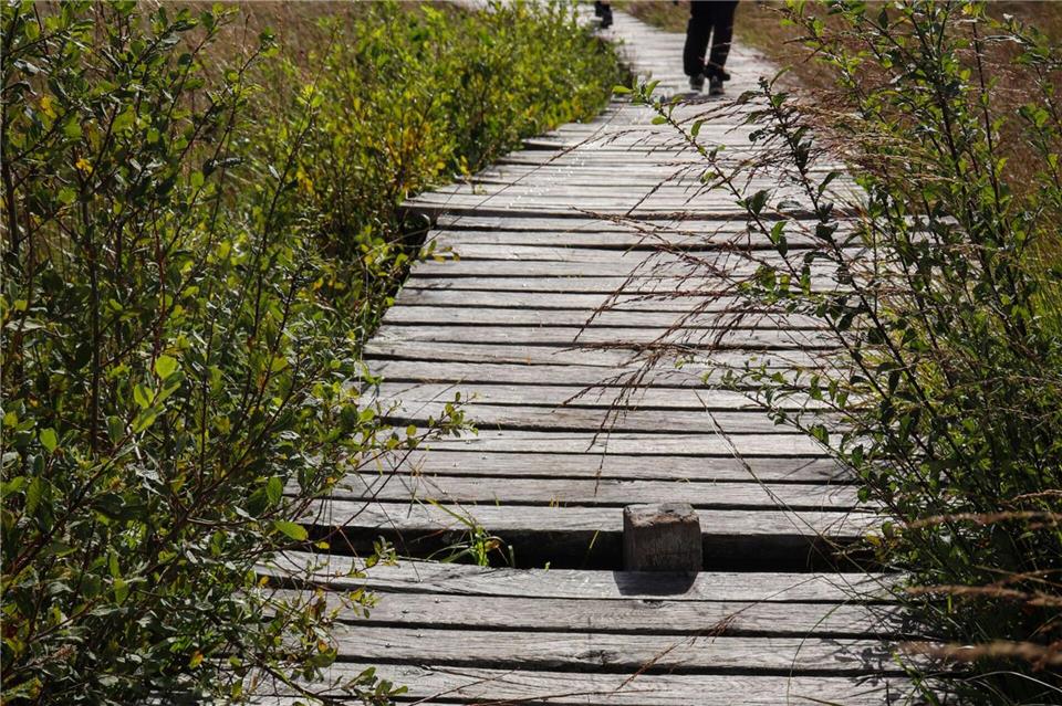 Den Pfad bitte nicht verlassen: 20 Kilometer Holzsteg führen durchs Moor.Deike Uhtenwoldt/dpa-tmn