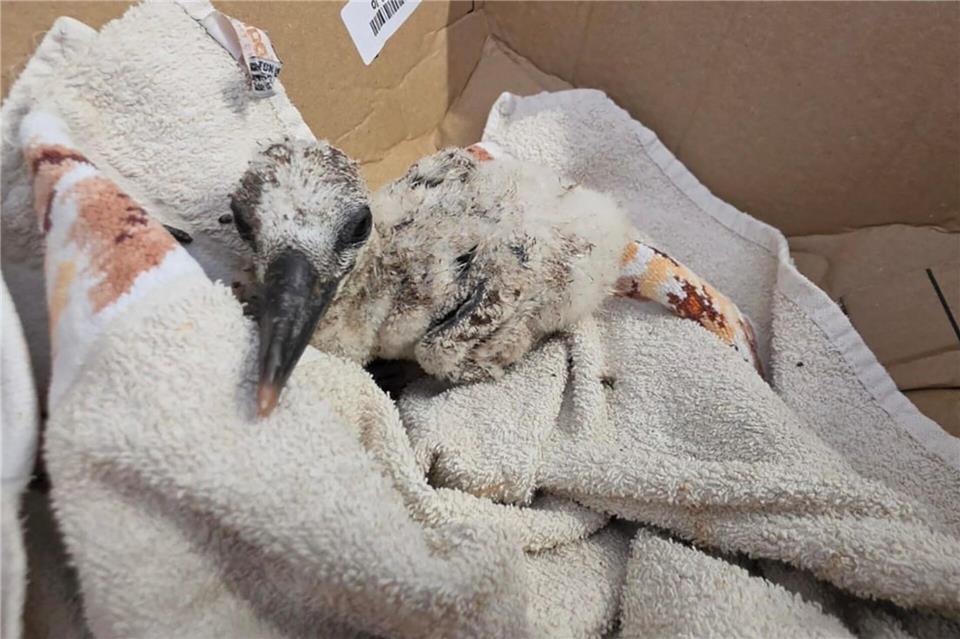Den Sturz aus dem Nest hat dieses zwei Wochen alte Storchenküken überlebt: Feuerwehrleute retteten es vom Kirchendach in Freinsheim. Marie-Louise Wiesenbach/privat/dpa