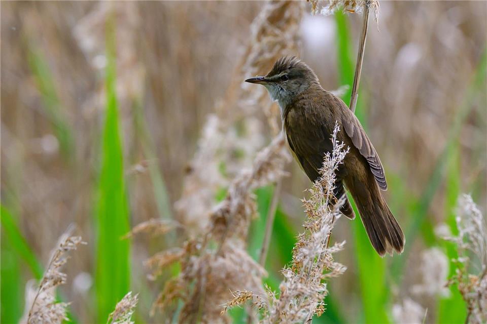 Den Tag über bleibt der Himmel nach DWD-Angaben überwiegend heiter. (Symbolbild)Patrick Pleul/dpa