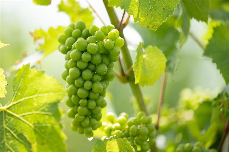 Den Trauben im Saarland geht es gut: Sie versprechen nach Einschätzung des Winzerpräsidenten einen besonderen Jahrgang. (Symbolbild)Sebastian Kahnert/dpa
