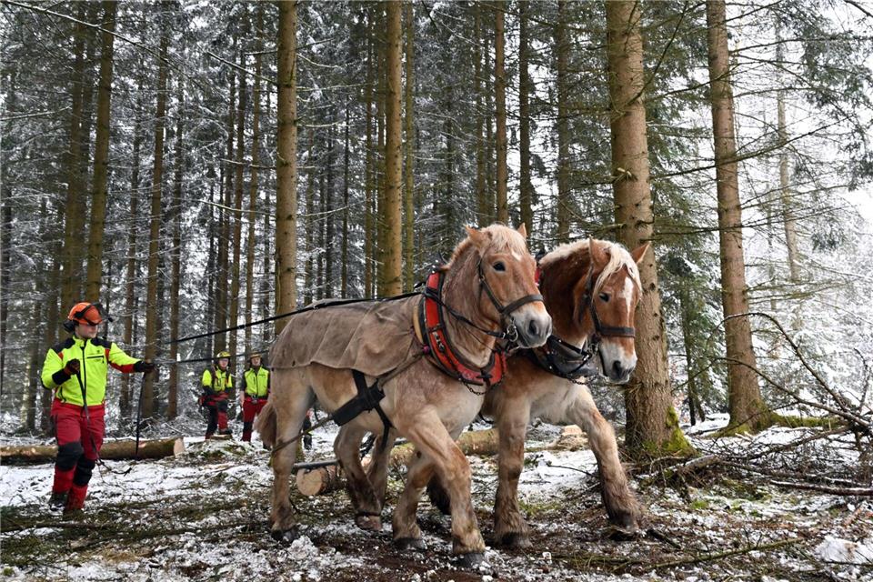 Den besseren Waldzustand führt das Ministerium auch auf die Arbeit der Forstwirte zurück. (Archivbild)Martin Schutt/dpa