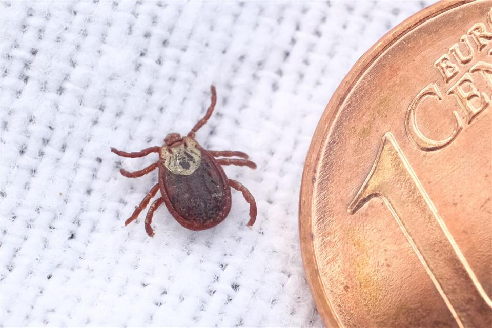 Den besten Schutz vor einer Erkrankung mit FSME bietet eine Impfung. (Symbolbild)Sebastian Willnow/dpa