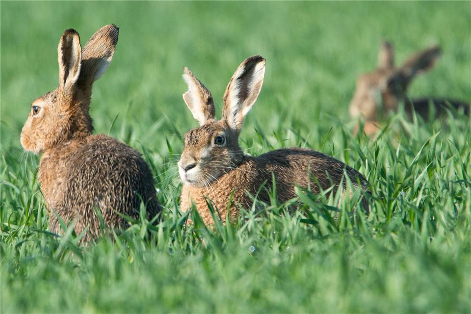 Den größten Hasenbestand im Südwesten verzeichnet die badische Rheinebene. (Archivbild)Boris Roessler/dpa
