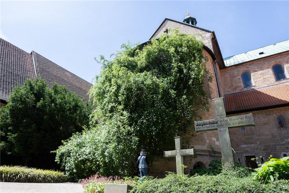 Der „1000-jährige Rosenstock“ am Hildesheimer Dom blüht. Julian Stratenschulte/dpa