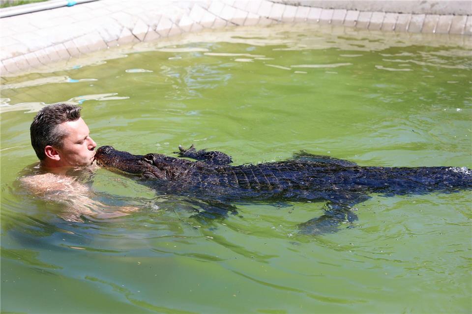 Der 2,50 Meter lange und rund 100 Kilo schwere Mississippi-Alligator von Familie Kaulis ist zutraulich.Stefan Tretropp/dpa