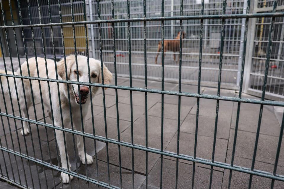 Der 43-Jährige konnte im Tierheim festgenommen werden, als er seinen Hund abholen wollte. (Symbolbild)Oliver Berg/dpa