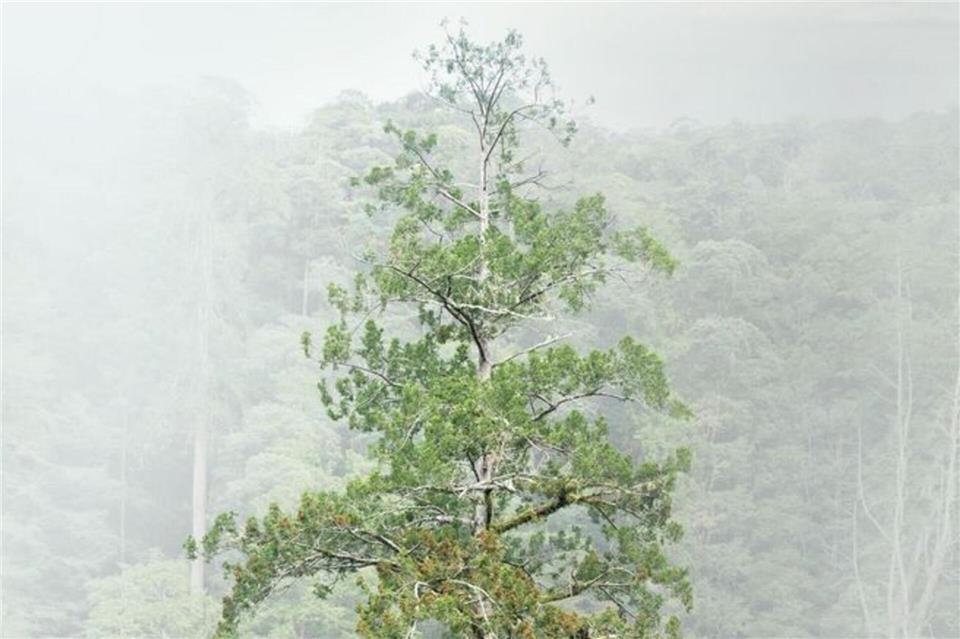 Der 84,1 Meter hohe Baum gilt als höchster bekannter Baum Ostasiens.Steven Pearce/Taiwan Forestry Research Institute/Eurekalert/dpa