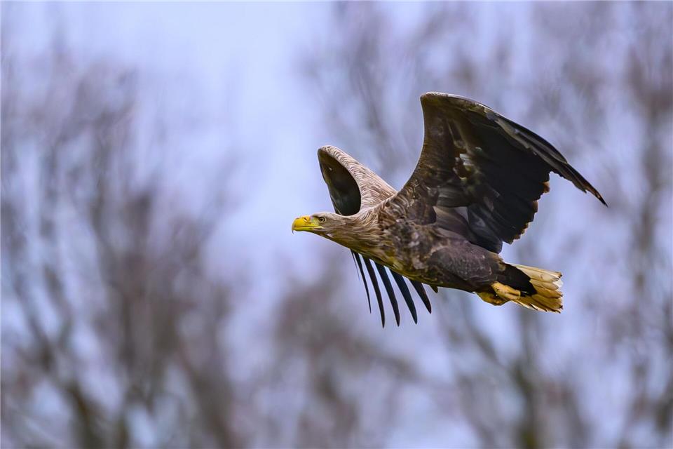 Der Adler wurde durch das Auto aufgeschreckt. (Symbolfoto).Patrick Pleul/dpa