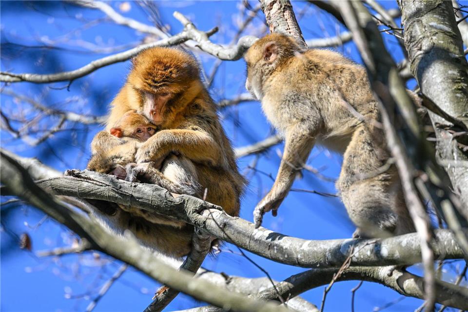 Der Affenberg feiert in diesem Jahr sein 50-jähriges Bestehen. (Archivbild) Felix Kästle/dpa