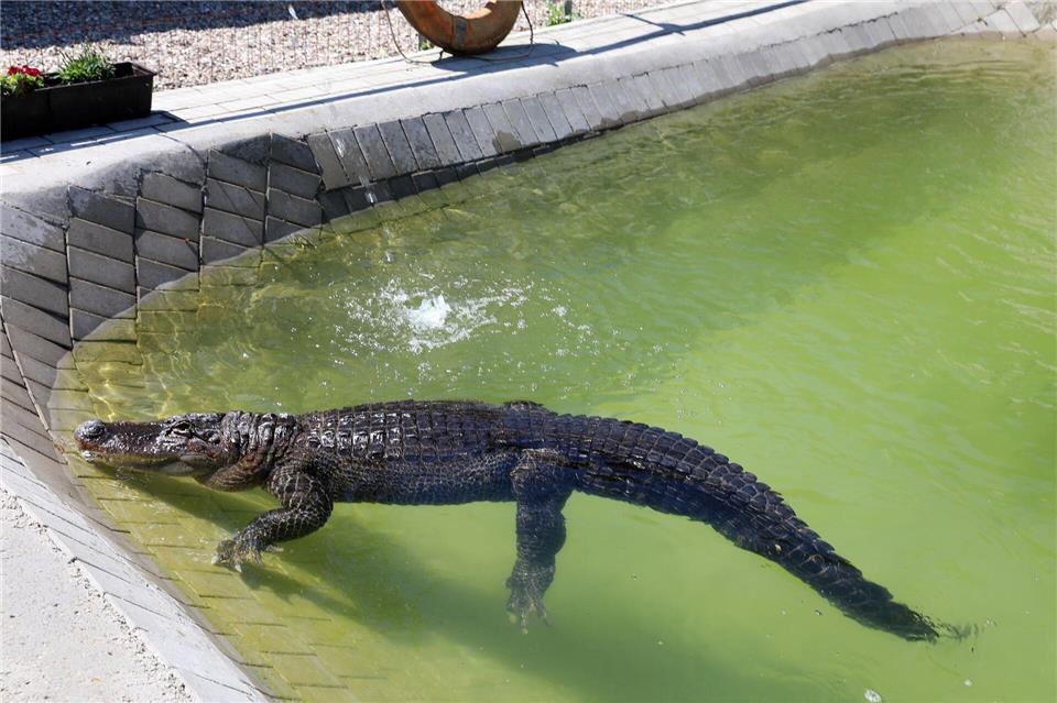 Der Alligator im Gartenpool ist eine Touristen-Attraktion.Stefan Tretropp/dpa
