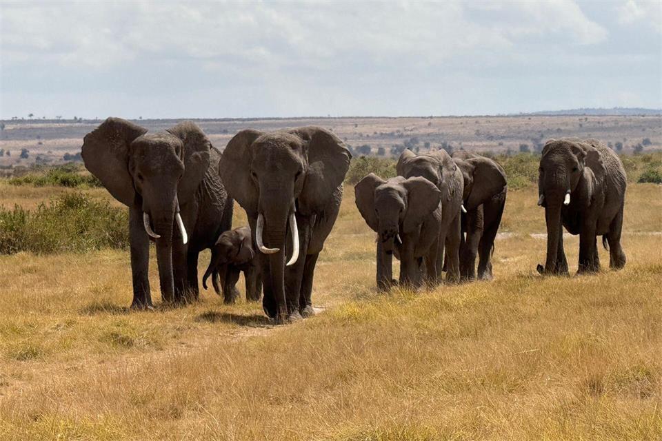 Der Amboseli-Nationalpark ist bekannt für seine großen Elefantenherden. (Archivbild)Eva Krafczyk/dpa