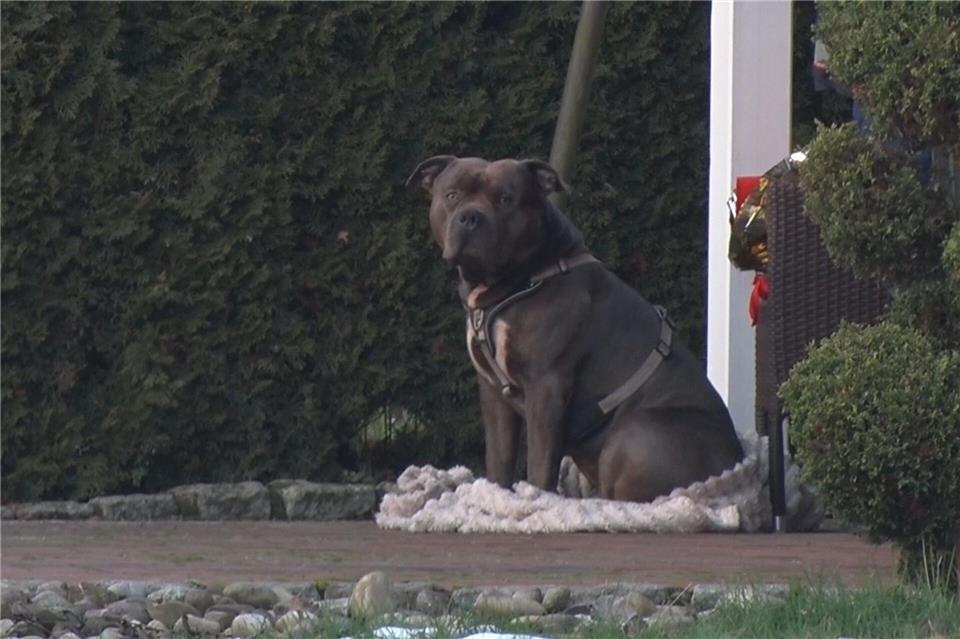 Der American Bully XL bestand einen Wesenstest. (Archivbild)Ulf Zurlutter/Nord-West-Media/dpa
