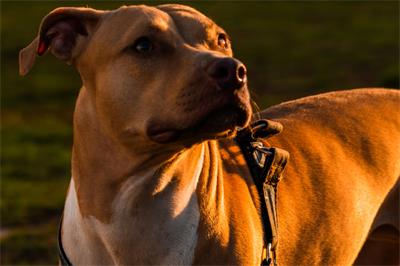 American Staffordshire Terrier breeders sue over high dog tax
