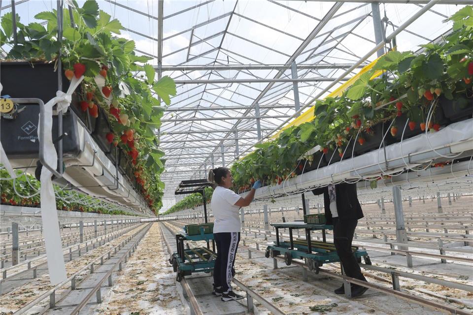 Der Anbau von Erdbeeren in sogenannten Stellagen erleichtern den Pflückern die Arbeit. (Archivbild)Bernd Wüstneck/dpa