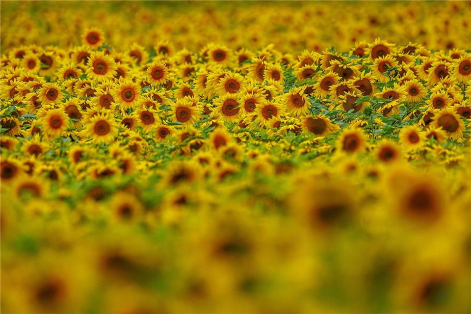 Der Anbau von Sonnenblumen hat 2026 einen deutlichen Aufschwung erlebt. (Archivbild)Jens Büttner/dpa