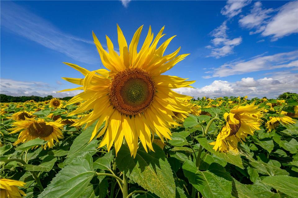 Der Anbau von Sonnenblumen ist in Brandenburg stark gewachsen. (Symbolbild)Patrick Pleul/dpa