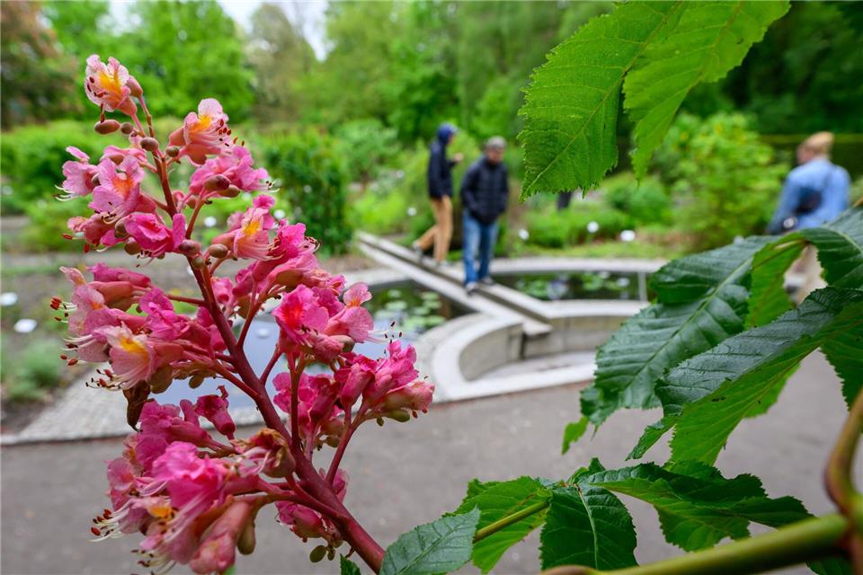 Der Apothekergarten Leipzig gehört zum Botanischen Garten der Universität. Hendrik Schmidt/dpa