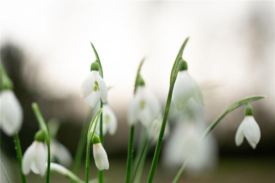 Mildes Frühlingswetter zum Wochenstart in NRW Der April bringt viel Sonne und hohen Temperaturen nach NRW. (Symbolbild)Fabian Strauch/dpa