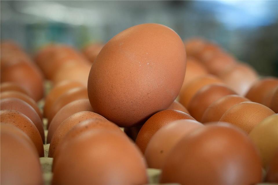 Der Ausbruch der Newcastle-Krankheit kommt mit Blick auf Ostern besonders zur Unzeit. Viele Legehennen mussten getötet werden. (Symbolbild)Soeren Stache/dpa