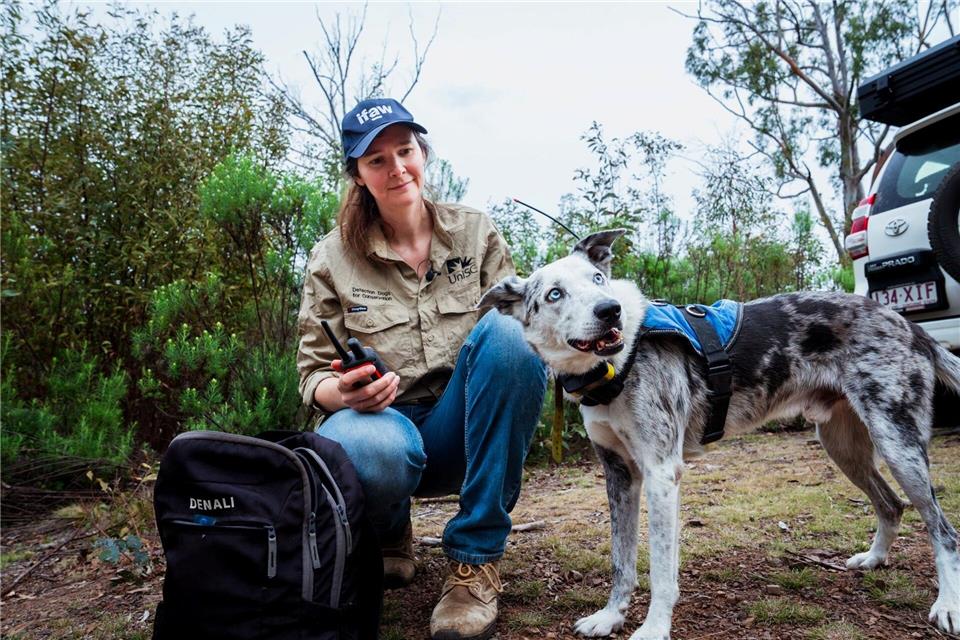 Der Australian Koolie namens Bear hat in seiner Spürhund-Laufbahn mehr als 100 in Not geratene Koalas aufgespürt. Romane Cristescu war eine seiner Hundeführerinnen. (Archivbild)Stacey Hedman/IFAW/dpa