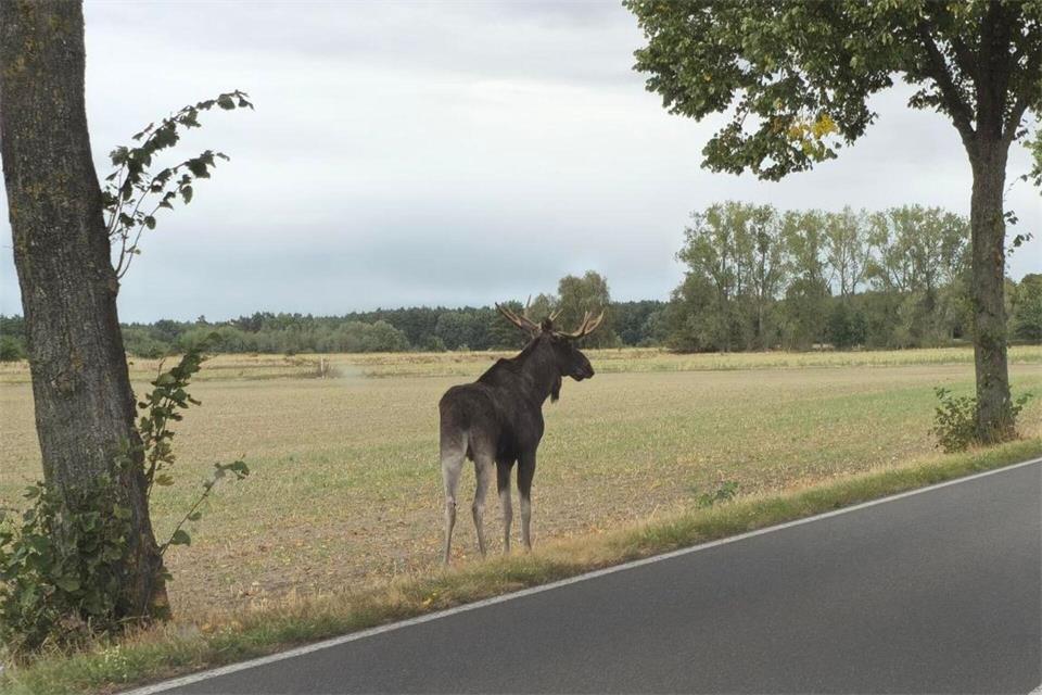 Der Autofahrer hat ein Foto von dem Tier gemacht. privat/Polizei Altmarkkreis Salzwede/dpa