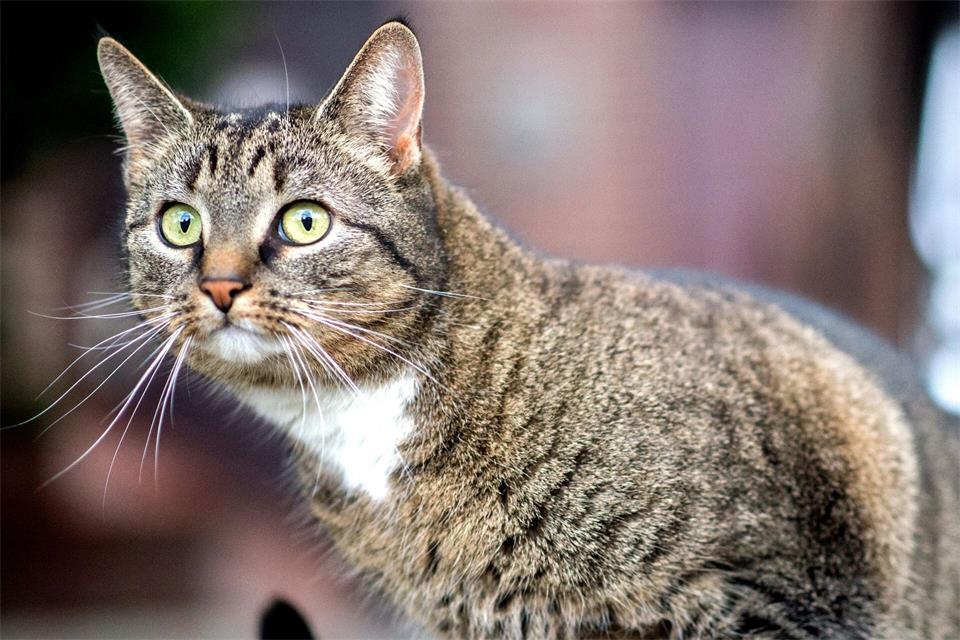 Der Autofahrerin zufolge sprang die Katze während der Fahrt aus ihrem Korb. (Symbolbild)Hauke-Christian Dittrich/dpa