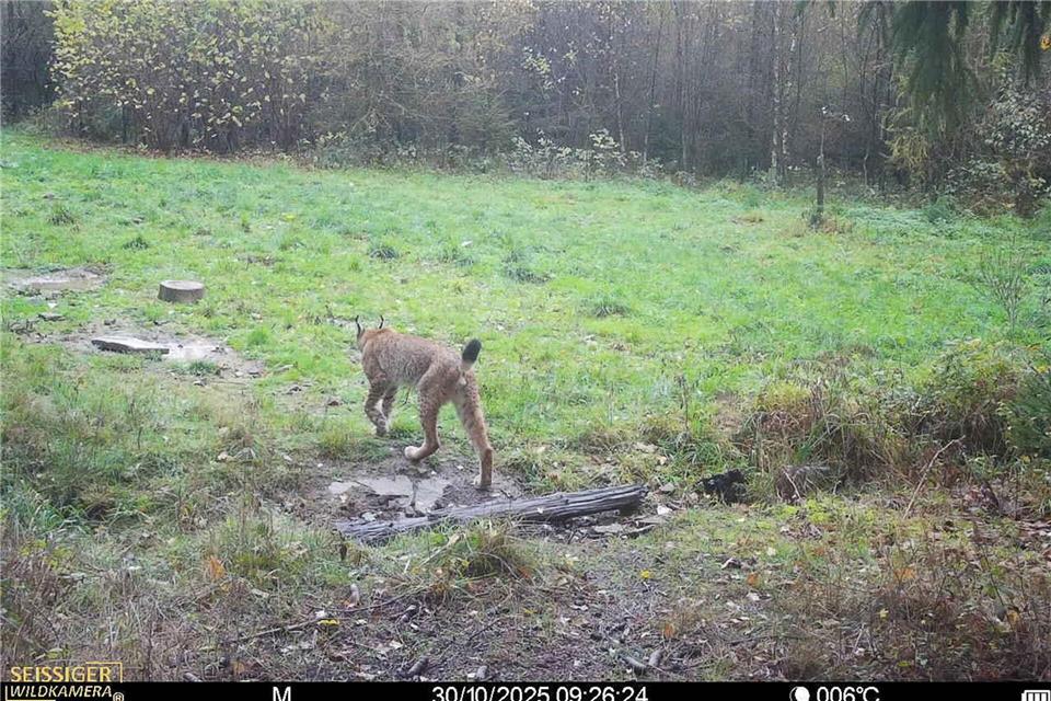 Der BUND NRW und die NRW-Stiftung planen die Wiederansiedlung des Luchses. Das Foto zeigt ein Wildtier, das von einer Wildkamera erfasst wurde.-/Landesamt für Natur, Umwelt und Klima NRW/dpa
