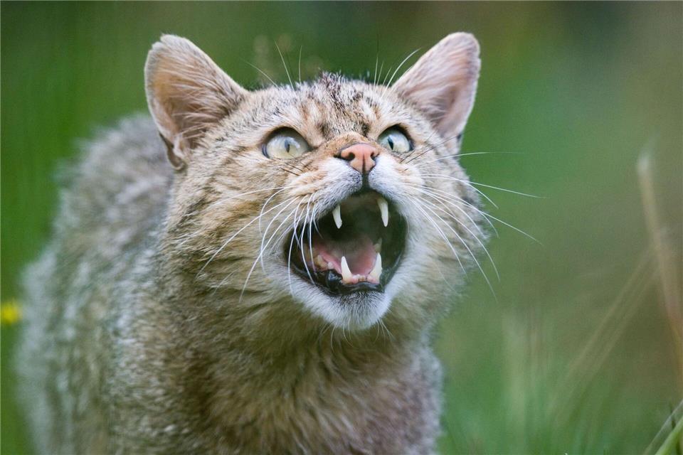 Der BUND schätzt, dass in Niedersachsen rund 800 europäische Wildkatzen leben. (Illustration) Julian Stratenschulte/dpa