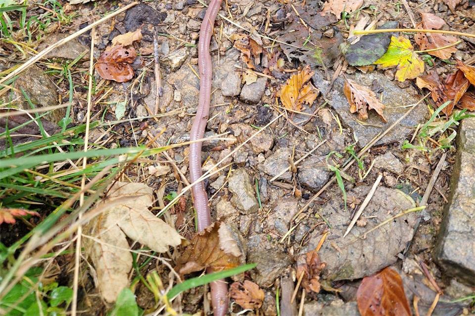 Der Badische Riesenregenwurm wird mehr als einen halben Meter lang.Matthias Kupferschmidt/Schwarzwaldregion Belchen/dpa