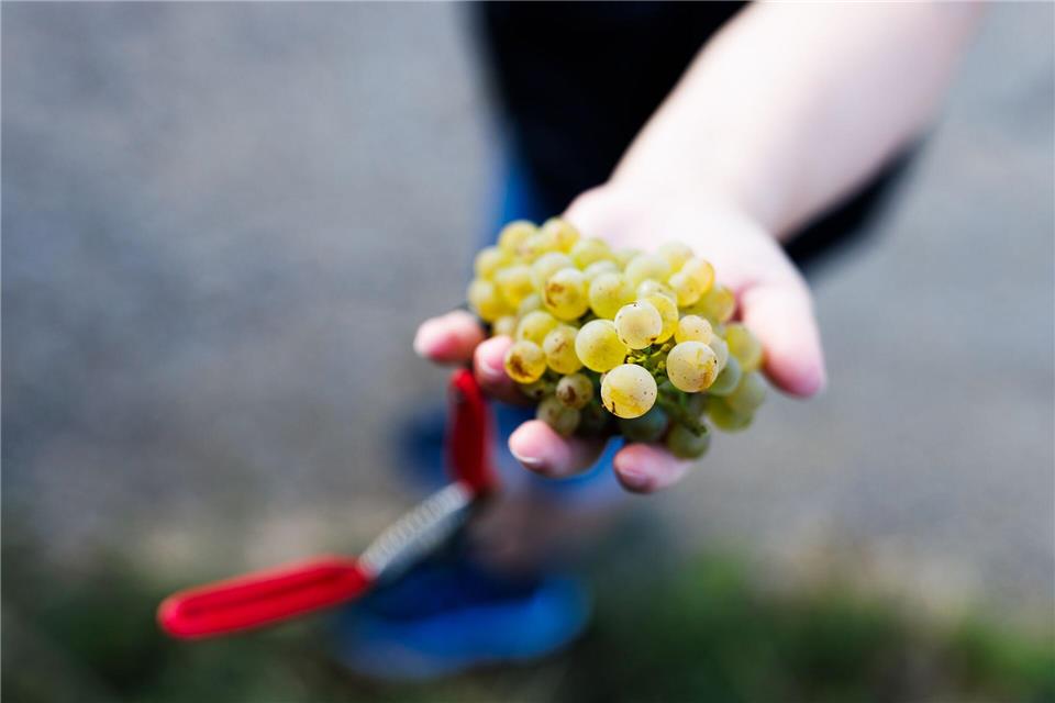 Hauk plant Pflichtabgabe für Winzer Der Badische Weinbauverband ist mit der Traubenqualität zufrieden. (Achivbild) Philipp von Ditfurth/dpa