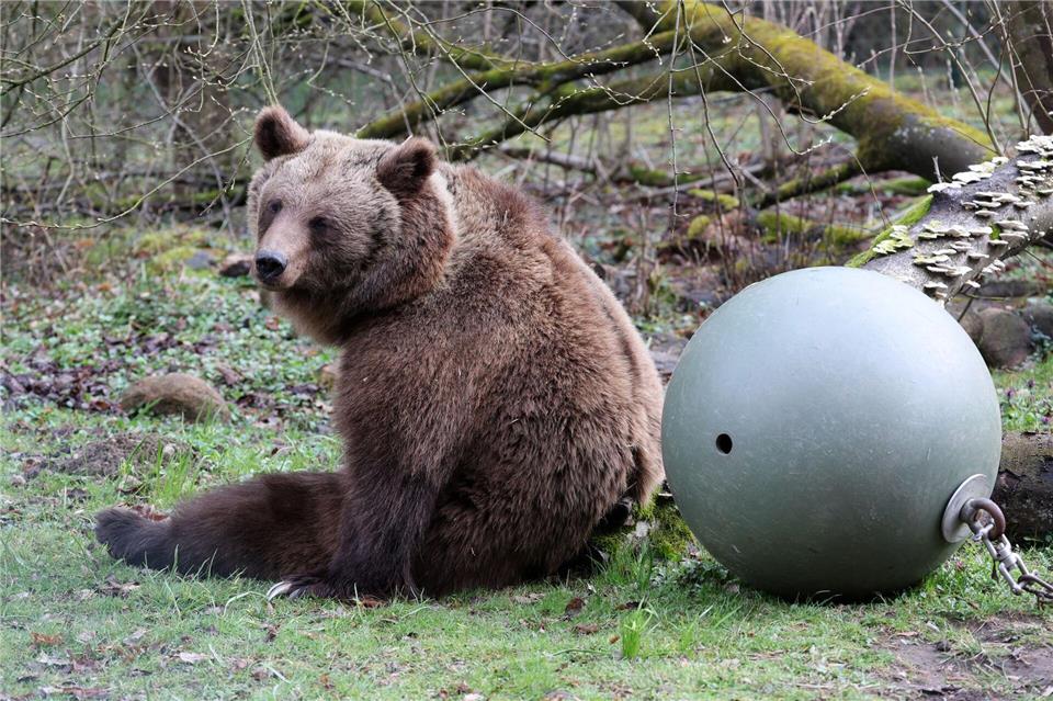 Der Bärenwald Müritz hat nach seiner Winterpause wieder geöffnet. Bernd Wüstneck/dpa