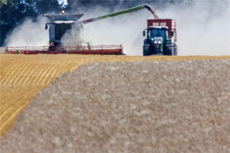 Der Bauernverband erwartet erhebliche Einbußen bei der Getreideernte. (Archivbild)Jens Büttner/dpa