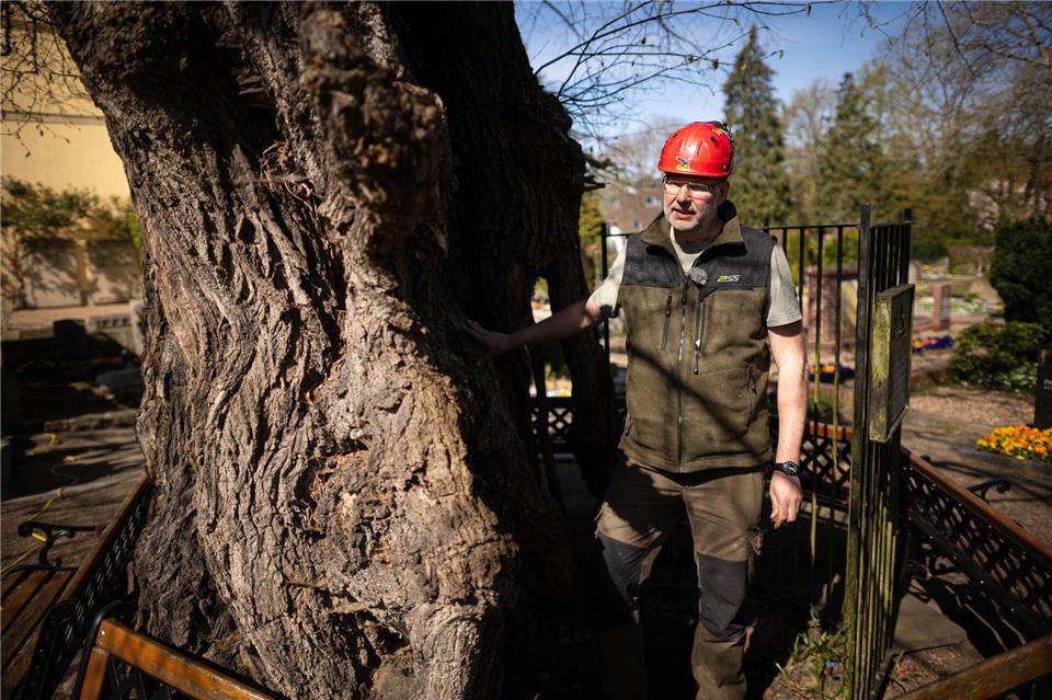 Der Baum ist von innen weitgehend hohl.Sina Schuldt/dpa
