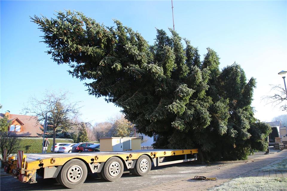 Der Baum wurde auf einem Tieflader verladen. Tobias Junghannß/dpa