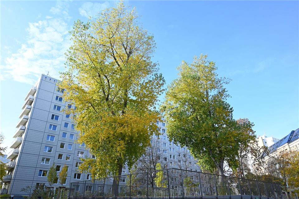 Der Baumbestand in Berlin soll sich bis 2040 mehr als verdoppeln.   Elisa Schu/dpa