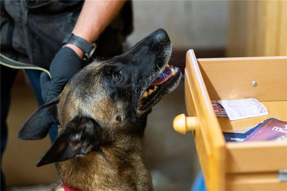 Der Belgische Schäferhund „Habbo“ hat schon mehrere Tausend Euro erschnüffelt.Michael Matthey/dpa