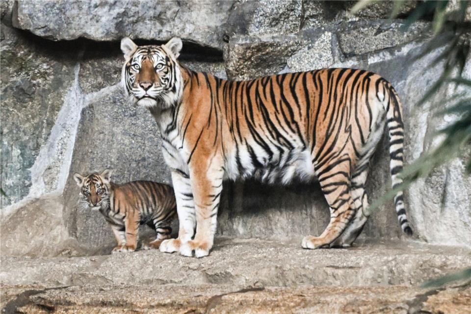 Der Berliner Tierpark litt in den vergangenen beiden Jahren unter zu wenig Besuchern. (Archivbild)Jens Kalaene/dpa