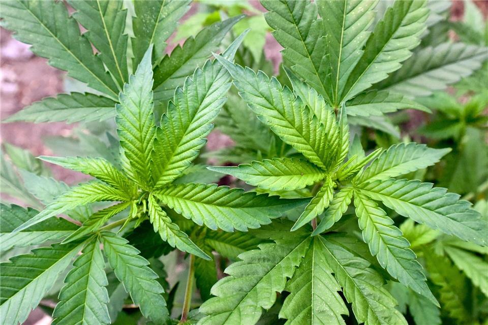 Der Besitz von Cannabis ist in kleinen Mengen erlaubt. (Symbolbild)Patrick Pleul/dpa