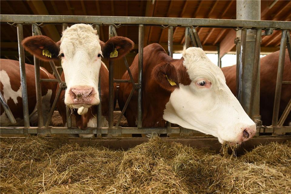 Der Besitzer bringt die Kuh schließlich in ihren Stall zurück. (Symbolbild)Angelika Warmuth/dpa