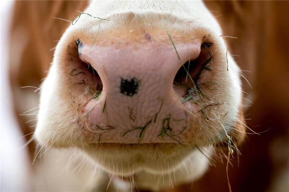 Der Besitzer der Kühe schaffte es gemeinsam mit der Polizei, die Tiere auf eine Weide zu geleiten. (Symbolbild)Sven Hoppe/dpa