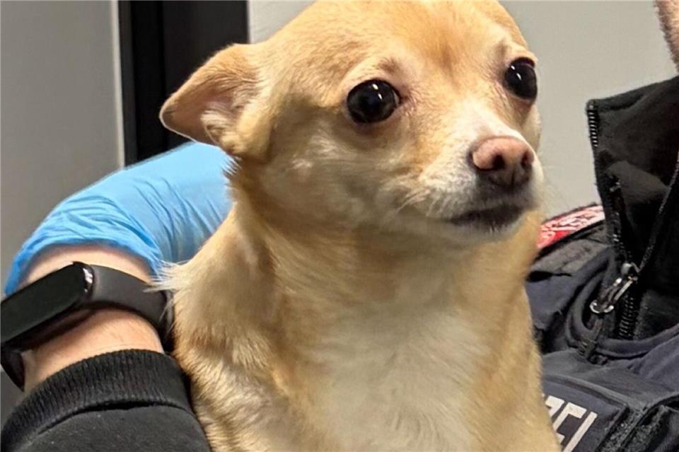 Der Besitzer von „Bella“ konnte gefunden werden. (Handout)-/Bundespolizei/dpa