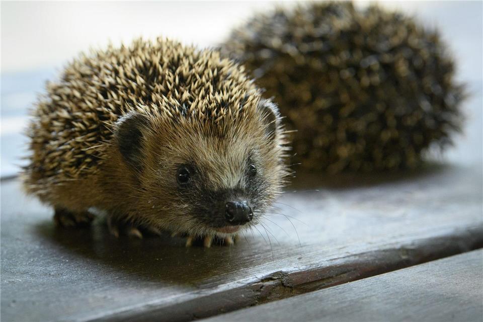 Der Bestand der Tiere geht seit Jahren merklich zurück. (Symbolbild)Soeren Stache/dpa-Zentralbild/ZB