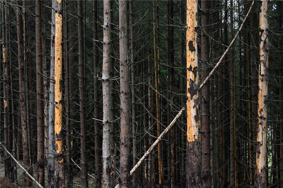 Hessen Forst warnt: Bei Sturm besser nicht in den Wald Der Besuch von Wäldern kann bei Sturm gefährlich sein. (Symbolbild)Uwe Zucchi/dpa
