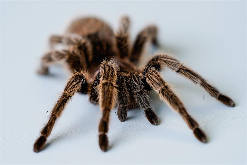 Der Biss einer Vogelspinne ist schmerzhaft, aber für gesunde Menschen meist nicht tödlich – lebensgefährlich wird das Gift nur für Menschen, die allergisch reagieren. (Symbolbild) Uwe Anspach/dpa