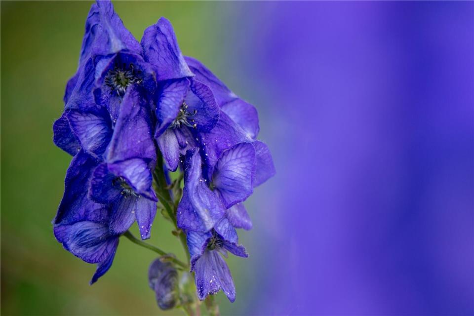 Der Blaue Eisenhut gehört wegen des Stoffs Aconitin zu den giftigsten Pflanzen Europas. (Archivbild)Patrick Pleul/dpa