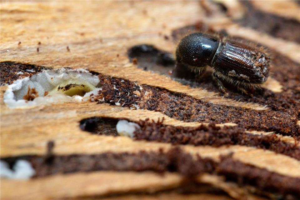 Der Borkenkäfer macht Wäldern in Bayern zu schaffen. (Symbolbild)Michael Reichel/dpa-Zentralbild/dpa