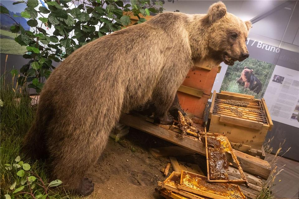 Der Braunbär Bruno steht ausgestopft im Museum. (Archivbild) Peter Kneffel/dpa