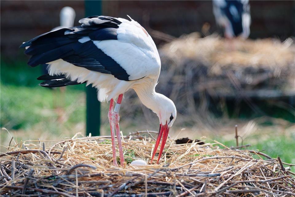 Der Bruterfolg der Störche hängt von vielen Faktoren ab. (Archivbild)Uwe Anspach/dpa